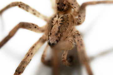 spider