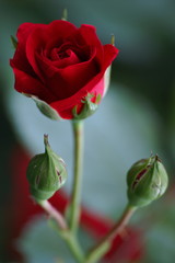 red rose, long stilk