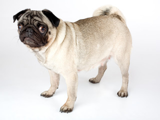 a pug, isolated on white