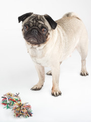 a pug with her toy, isolated on white