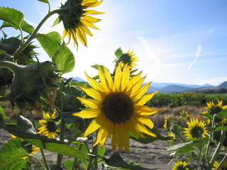 sonnenblumen