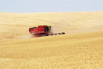 wheat harvest 18