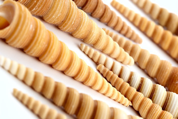 spiral long sea cockleshells