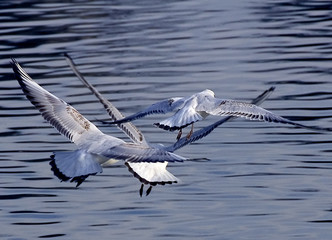 oiseaux en vol