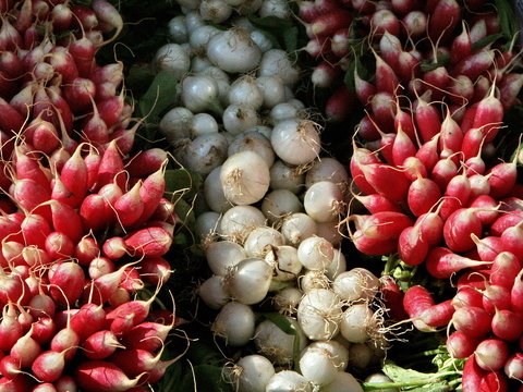 oignons et radis