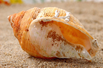 coquille
