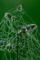 netzwerk