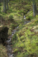 bächlein im wald