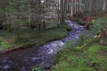 bach im wald