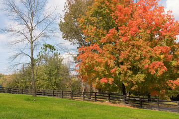 Naklejka premium countryside in fall with fence