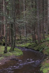 bächlein im wald