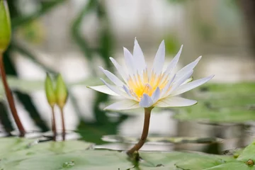 Keuken foto achterwand Waterlelie water lily