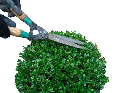 Topiary 이미지 – 찾아보기 21,792 스톡 사진, 벡터 및 비디오 | Adobe Stock