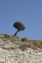 albero