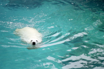 ours polaire