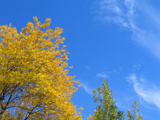 Fototapeta premium indian summer in russia