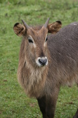 Fototapeta premium cabra