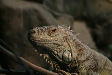 iguana