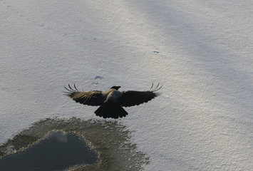 in flight