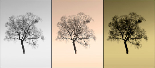 tree