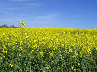 Obraz premium canola field