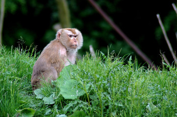 monkey in the forest