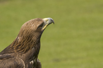 aquila chrysaetos