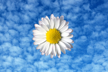 fleur dans le ciel