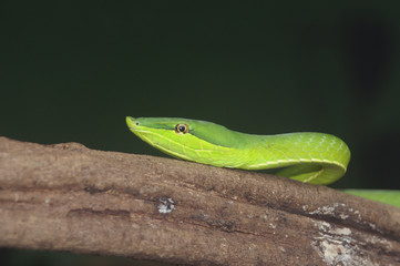 green vine snake