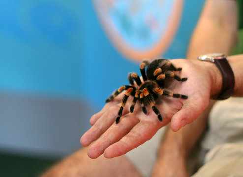 Pet Tarantula