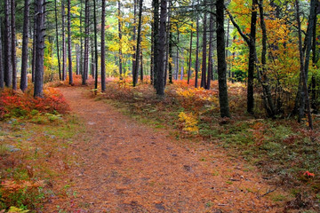 Obraz premium mystic forest