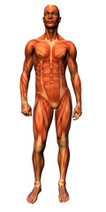 anatomy - musculature