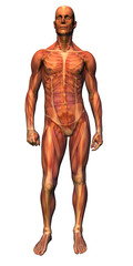 anatomy - musculature with skeleton