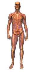 anatomy - musculature with skeleton
