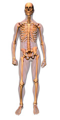 anatomy - skeleton with musculature