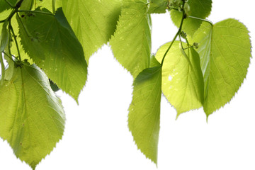 Fototapeta premium isolated green leaves