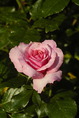 pink rose