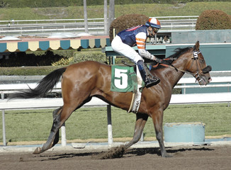 race horse #5