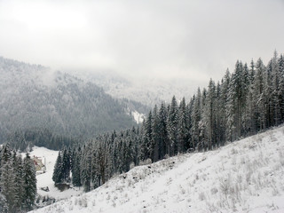 slope forest