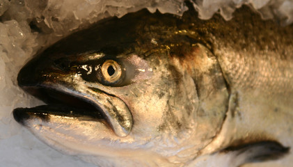 fish for sale at pike's market
