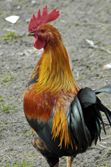 male chicken