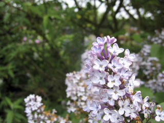 white purple flowers
