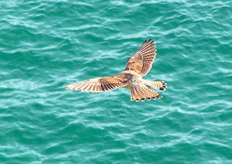wind beneath my wings