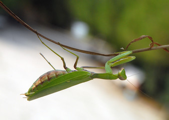 the insect hangs on a blade