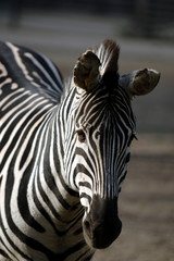 Fototapeta na wymiar sad zebra