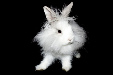 the royal lionhead rabbit