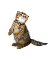 little playful kitten