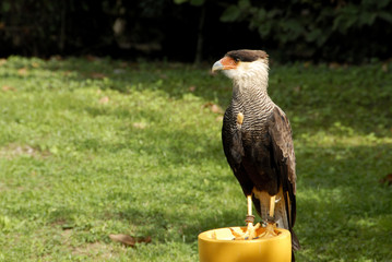 oiseau de proie sur son perchoir