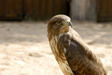 oiseau de proie sur son perchoir