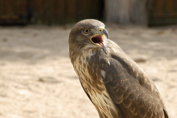 oiseau de proie sur son perchoir